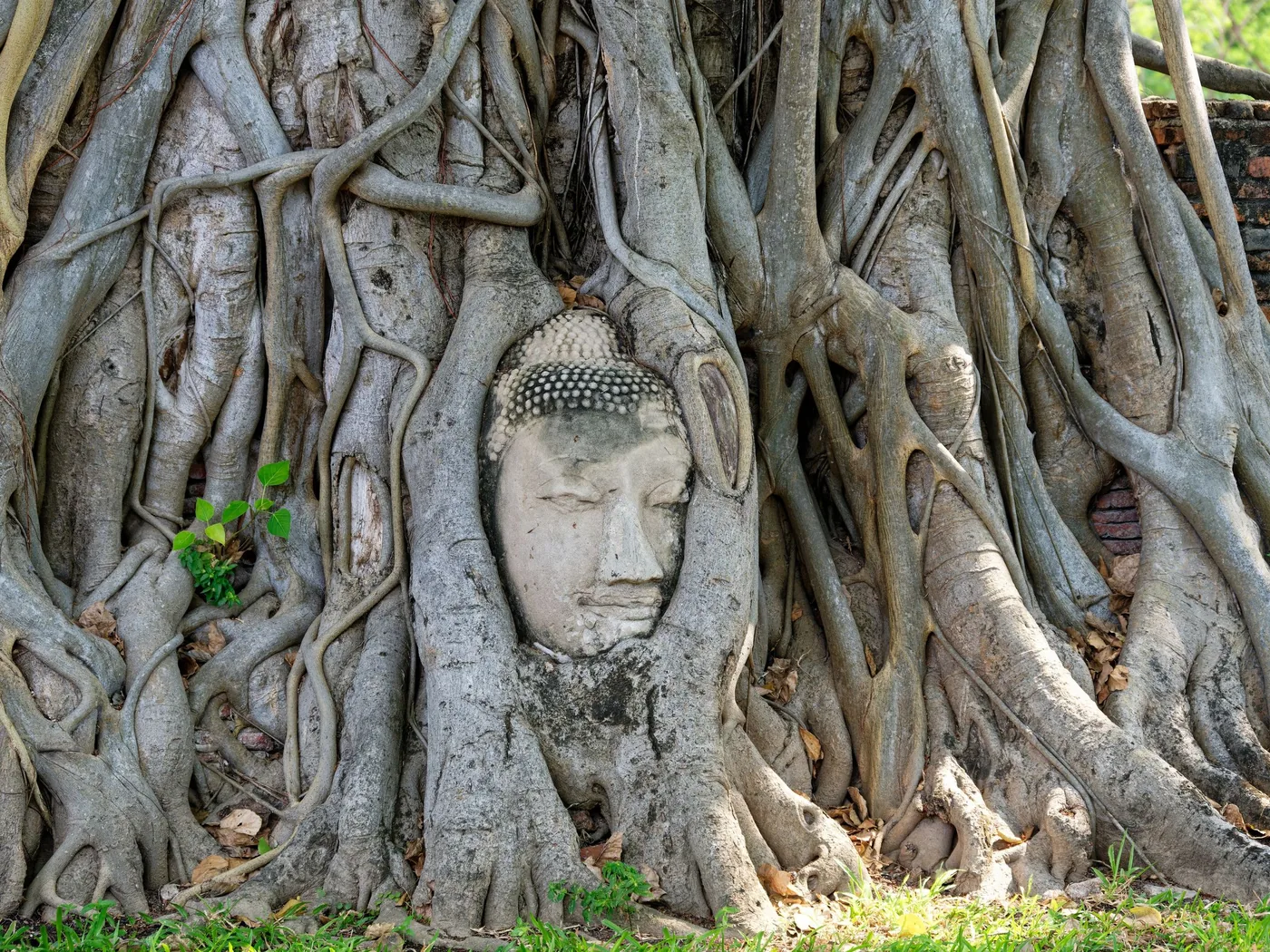 A stone Buddha head entwined in the roots of a tree at Wat Mahathat, Ayutthaya
